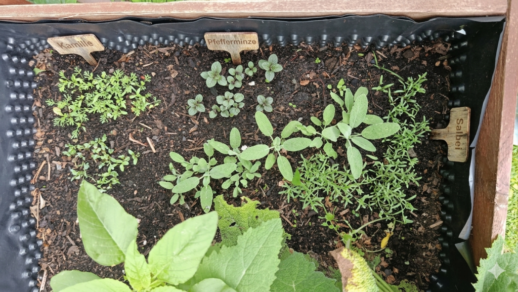 Hochbeet mit gekeimten Samen / neue Pflanzen sind entstanden.